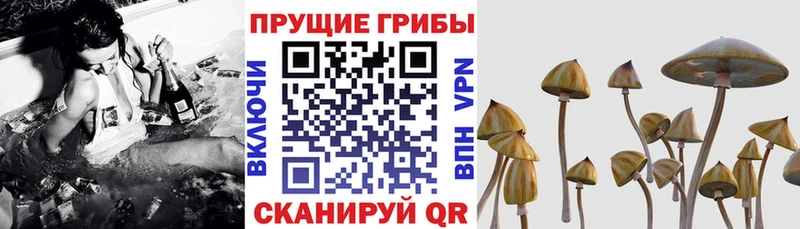 Купить  Сясьстрой  Псилоцибиновые грибы ЛСД 